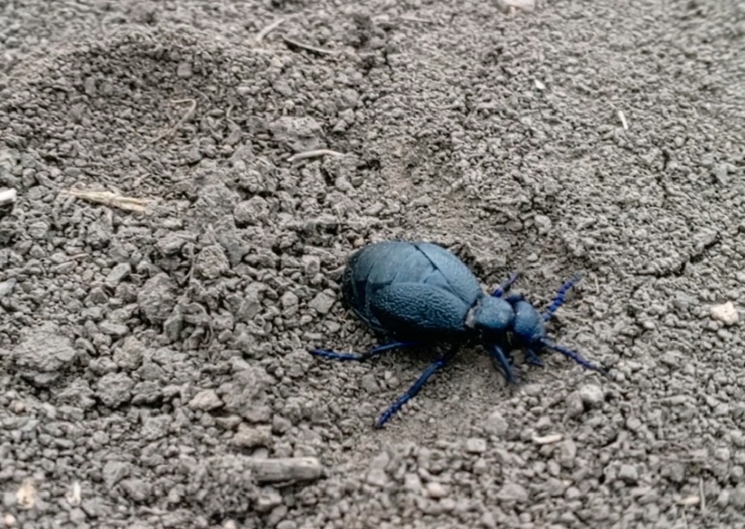 Жук майка по среди дороги. Фото авторов