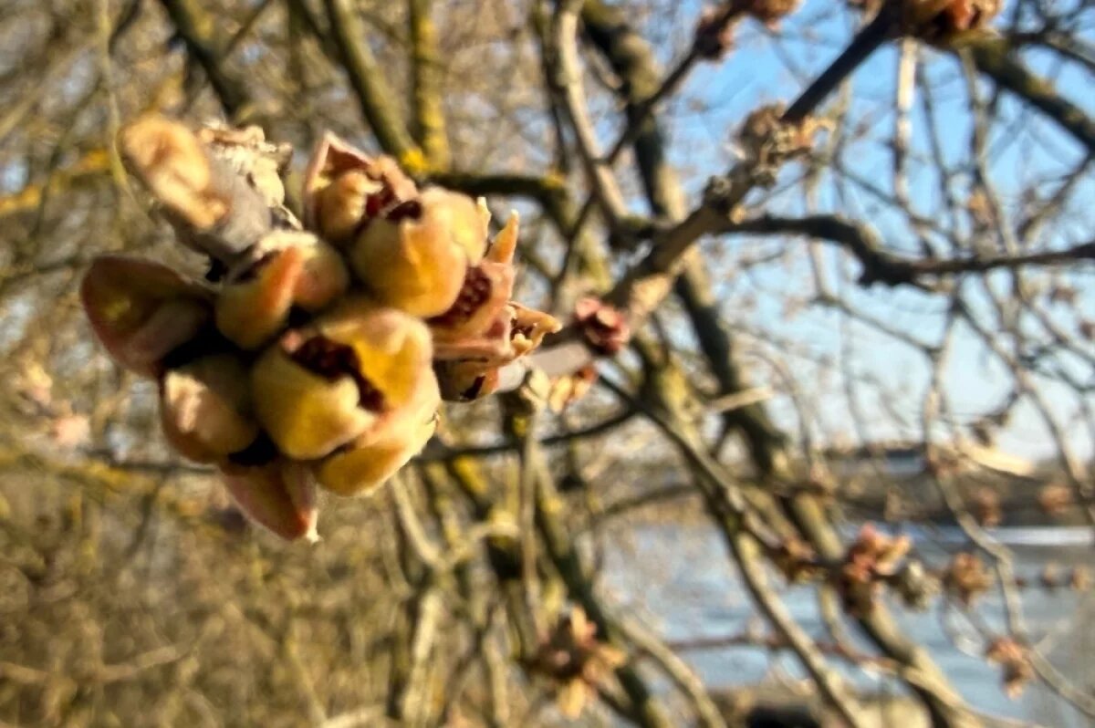    На следующей неделе в Тверской области потеплеет до +20 градусов