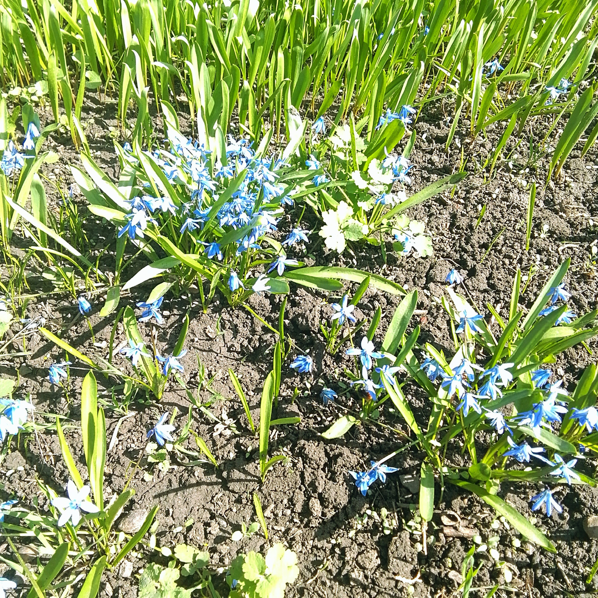 Такое чудо соседи растят в палисаднике у подъезда