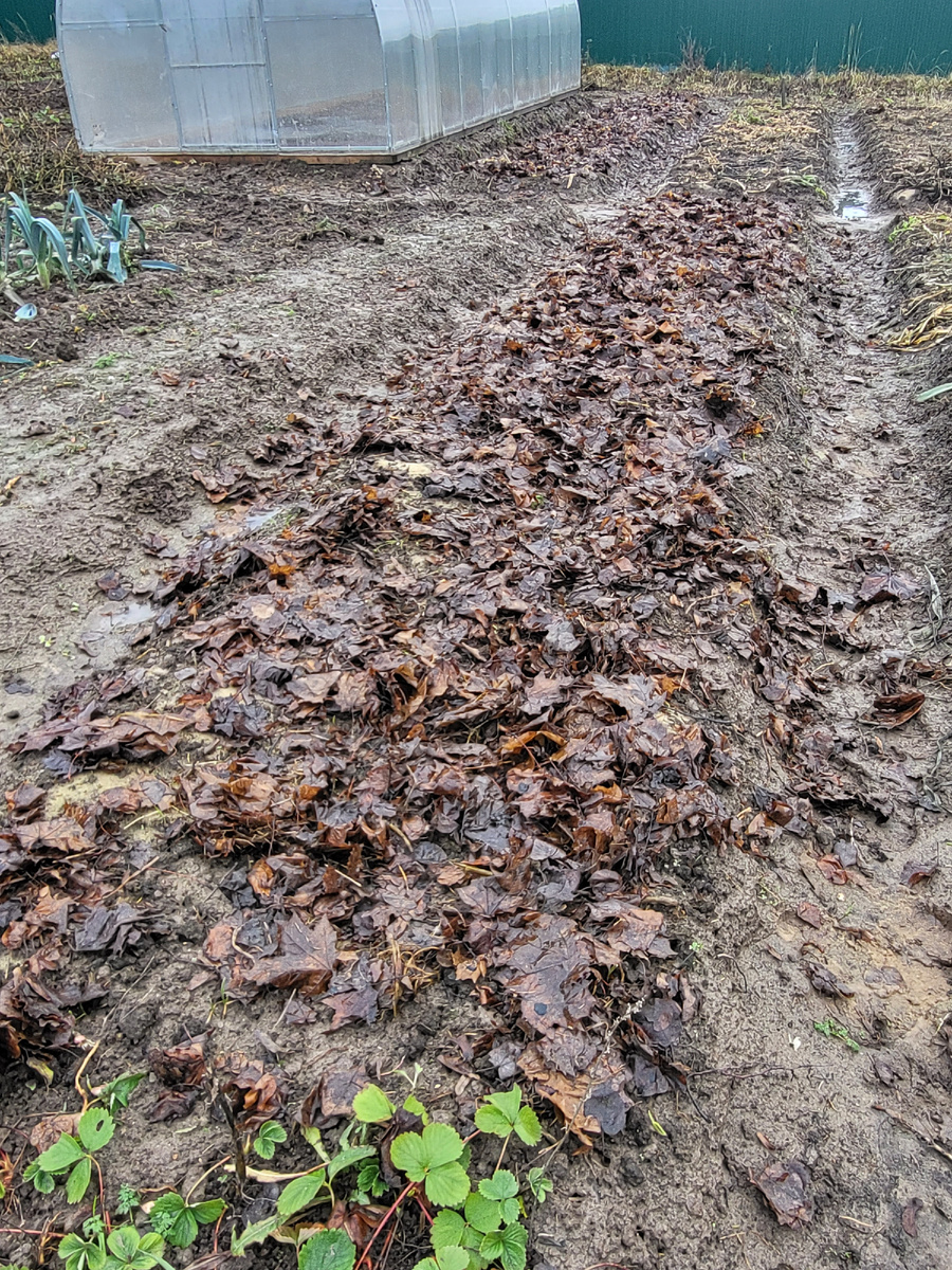 12 декабря. Дополнительные укрытия лука листьями