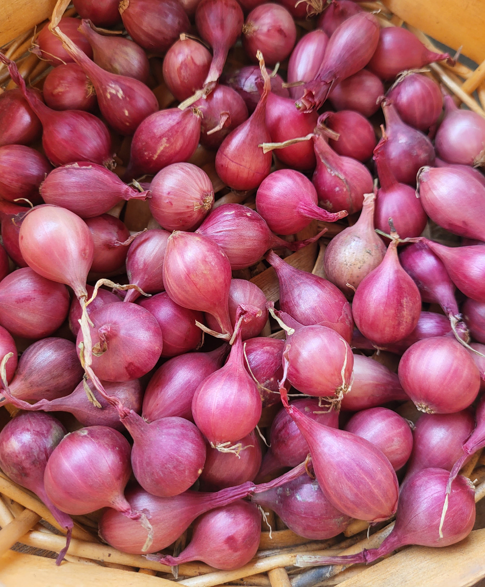 Урожай лука-севка 2025г. Фото из домашнего архива 