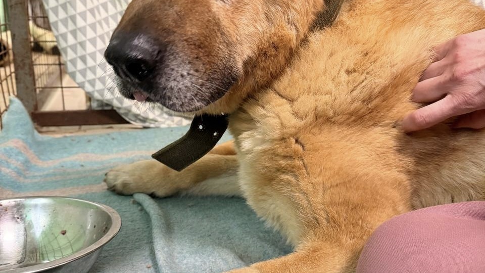 Муха и её ангелы. История одной очень важной встречи