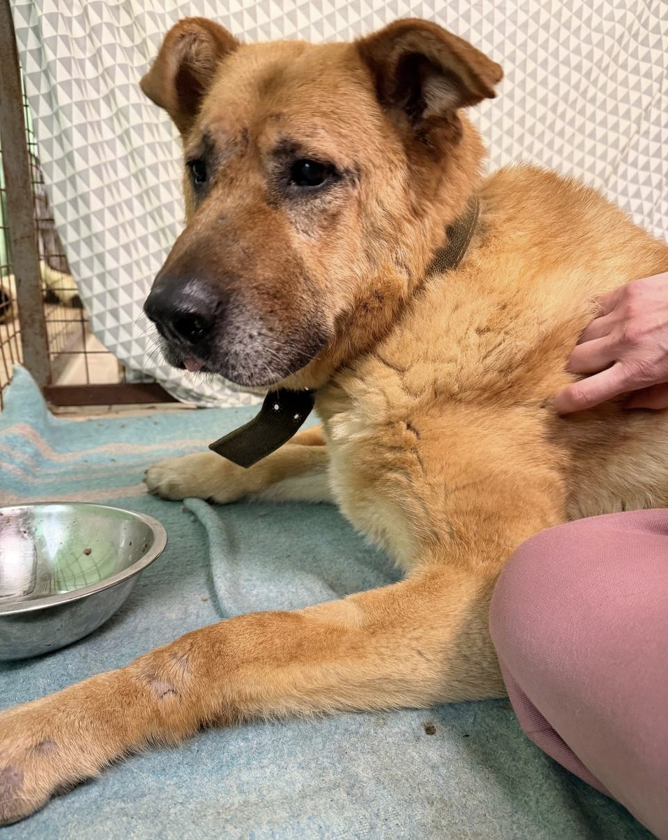 Муха, очень с стойким характером собака. Восстанавливается у нас после ДТП.