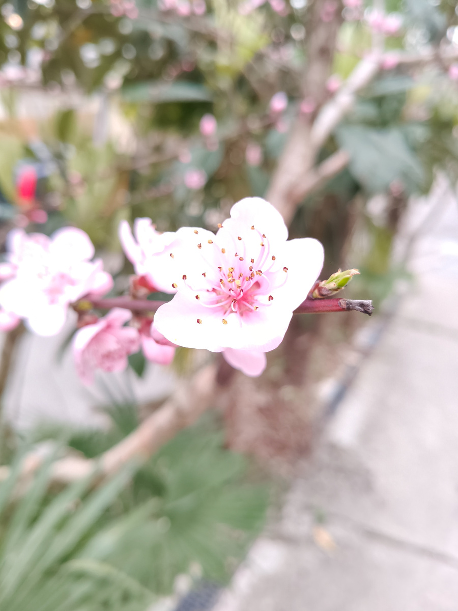 Просто цветочек вишни