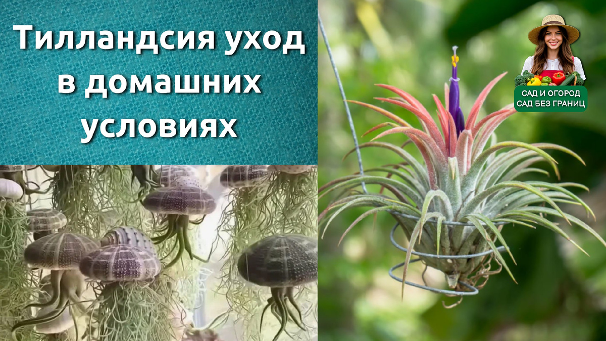 Тилландсия уход. 