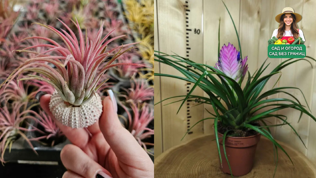 тилландсии бывают двух типов