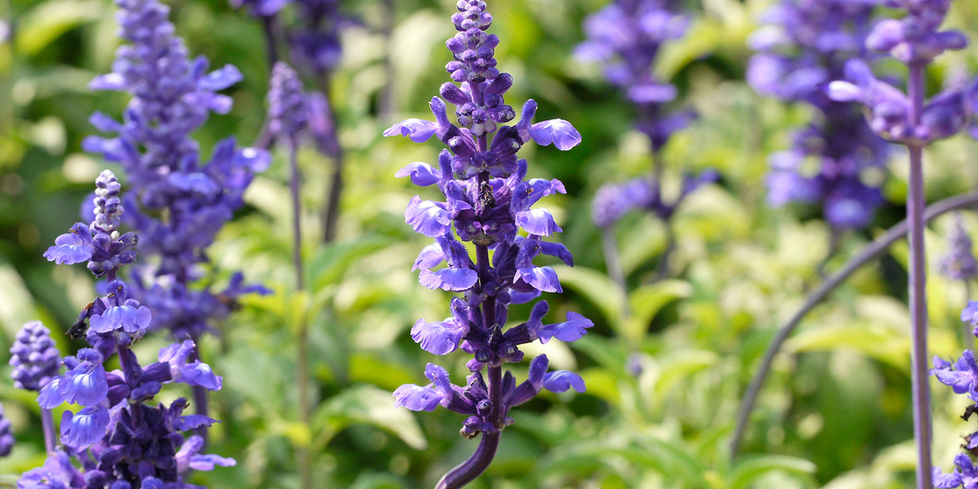 Шалфей, который сажать нельзя: как дачное растение приводит к уголовному делу