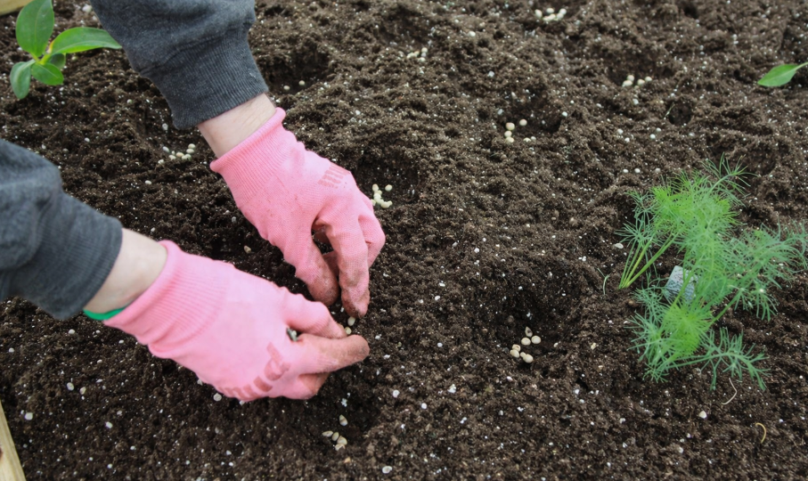 Я сажаю эти 7 овощей в июне без рассады — и ем свежие до весны. А вы думали, что уже поздно?