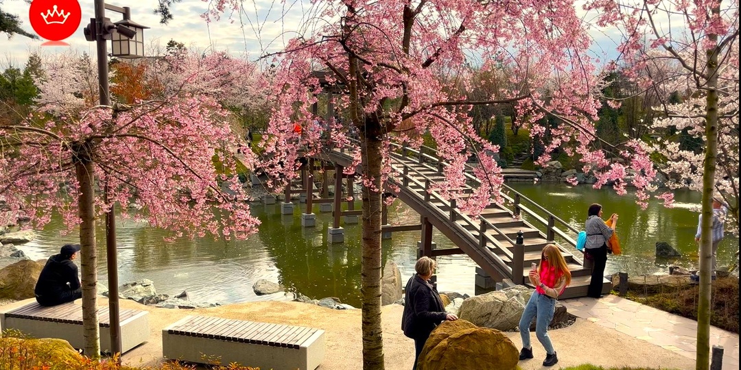 🌸Сакура 2026 парк Галицкого Японский сад.