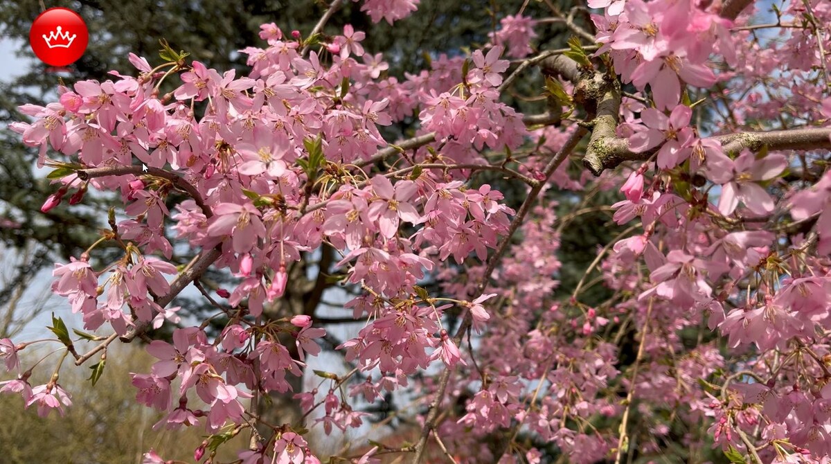 Вишня мелкопильчатая