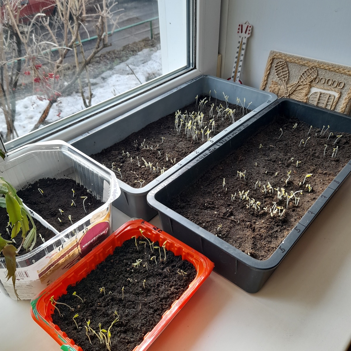 Всходы - где густо, а где - пусто