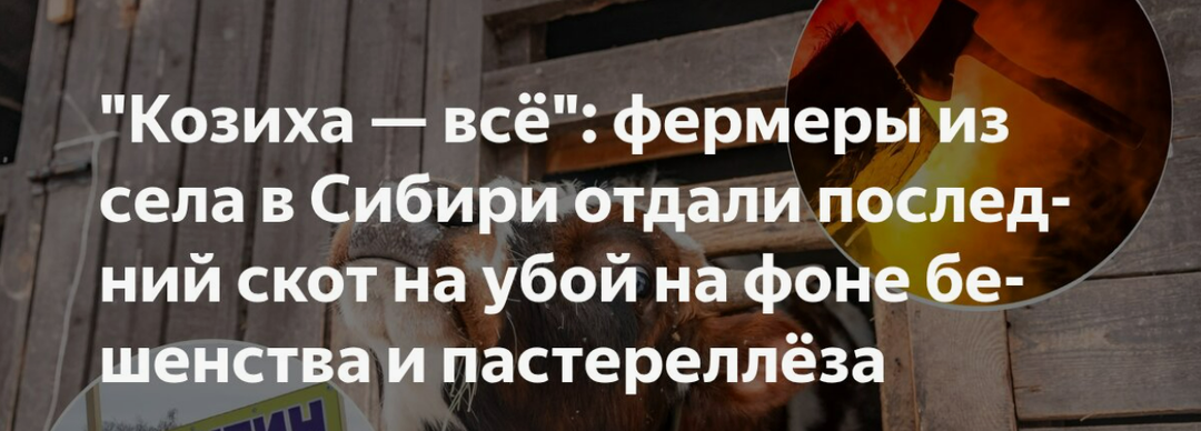 «Козиха — всё». Как сибирские фермеры остались без коров и что теперь будет с их жизнью
