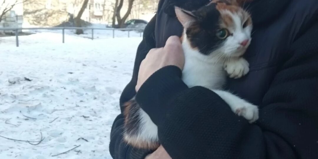 В Ижевске спасли кошку, просидевшую на дереве почти двое суток