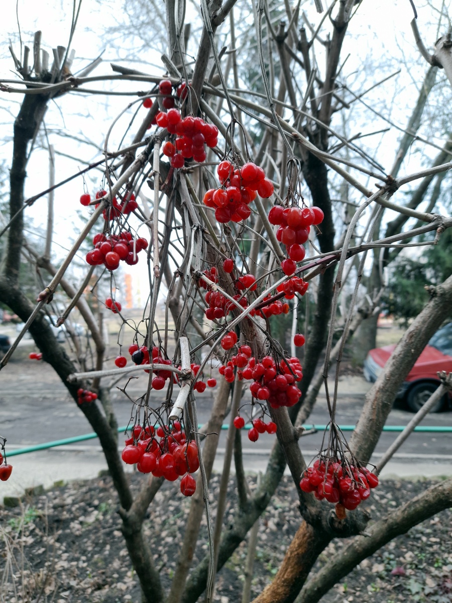 Калину птицы зимой проигнорировали!