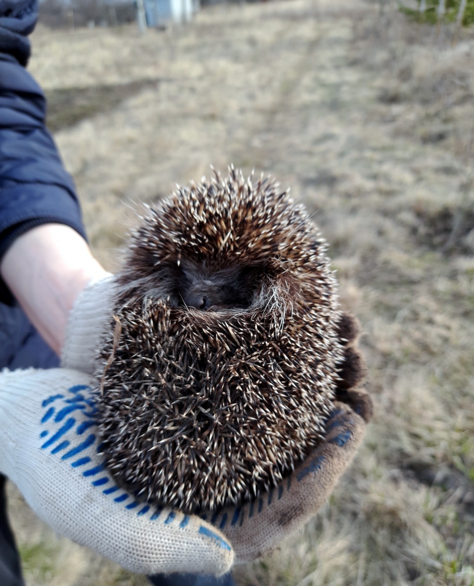 Ёжик сначала робел и сворачивался в клубочек         