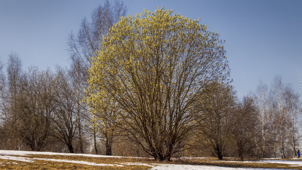 2. Цветущая ива в Царицыно © NickFW.ru — 29.03.2026г.