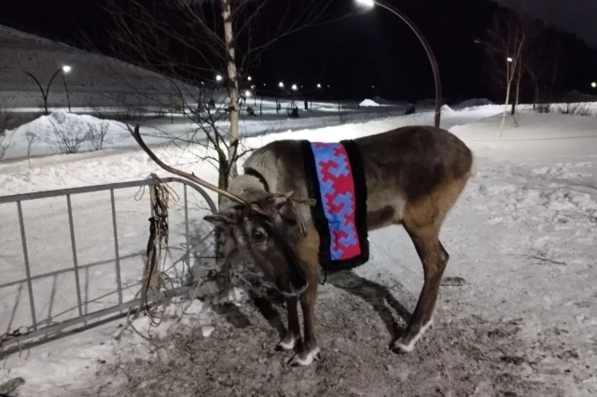    В Югре за ветосмотр одного оленя будут платить 1400 рублей