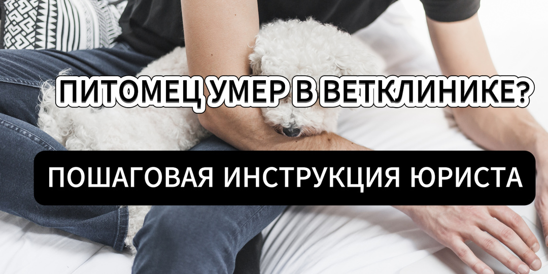 🔥 Питомец умер после лечения в ветклинике. Как действовать, чтобы попытаться вернуть деньги