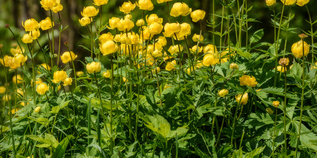 Лучшие растения для солнечного цветника — купальницы