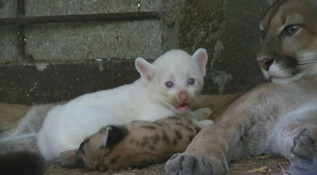 Белая пума Итцае, ее сестра и мама. Итцае — четвертая известная человечеству белая пума, альбинос, которая выжила только благодаря заботе зоопарка в Никарагуа