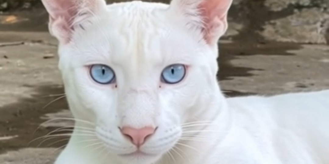 Белая пума Итцае: четвертая в истории, первая, кому повезло