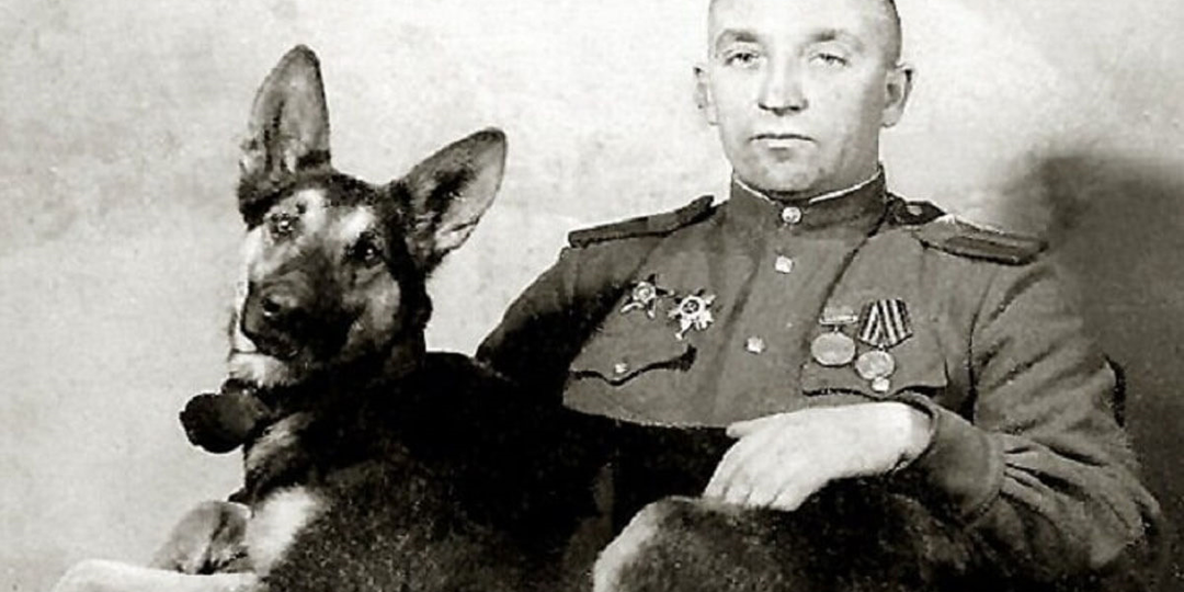 Джульбарс: собака - герой войны, награжденная медалью "За боевые заслуги"