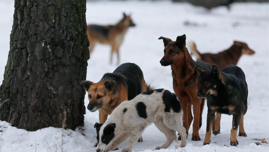    Автор фото: Виталий Невар/ ТАСС