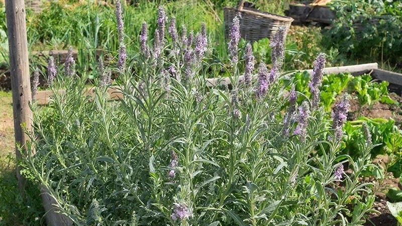    За выращивание шалфея на даче можно попасть под суд