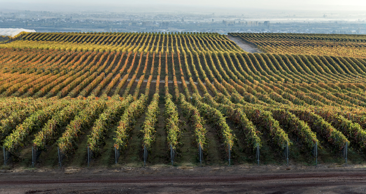 Высокогорные виноградники Армении - здесь рождается вкус, который невозможно повторить