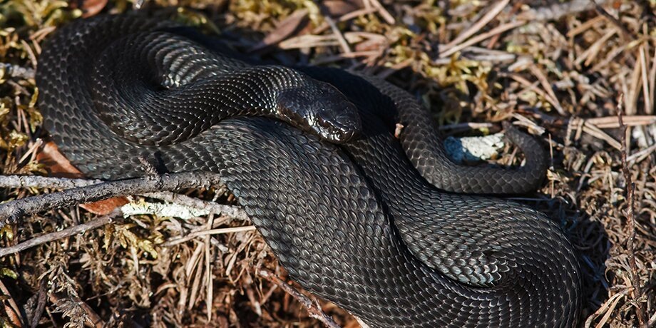    Фото: РИА Новости/Игорь Подгорный