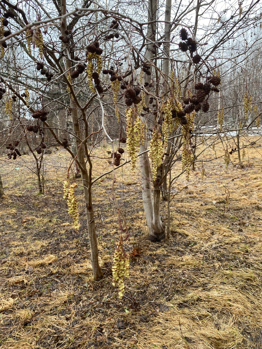 Наша весна-красна