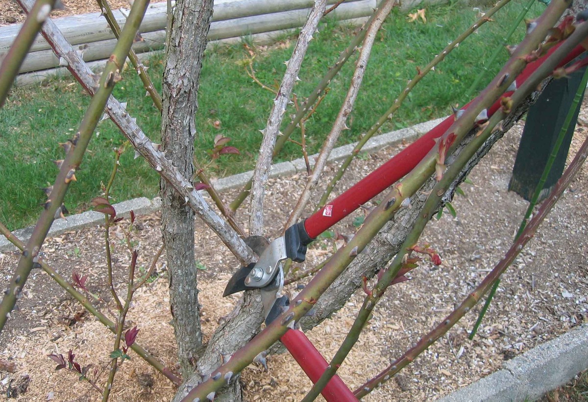 Фото Анжелины Чайт