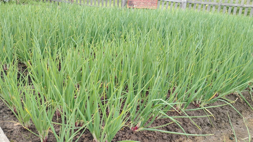    фото smilekaluga.ru