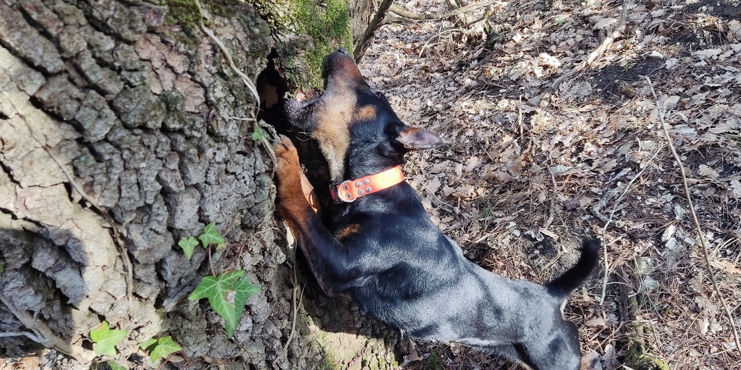 Почему собаки лижут руки: разбираемся в языке собачьих «поцелуев»