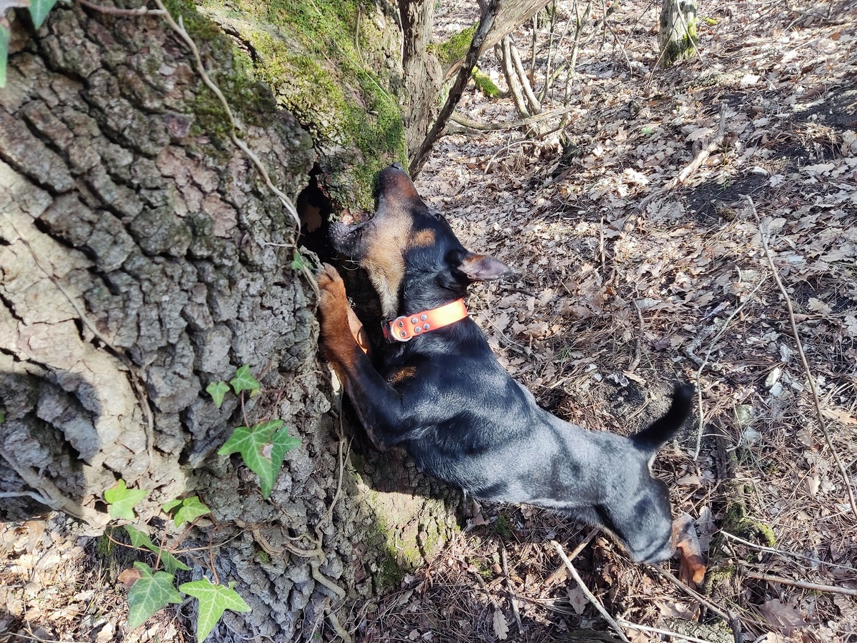 Почему собаки лижут руки: разбираемся в языке собачьих «поцелуев»