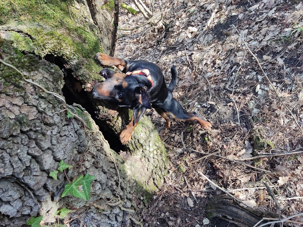 Почему собаки лижут руки: разбираемся в языке собачьих «поцелуев»