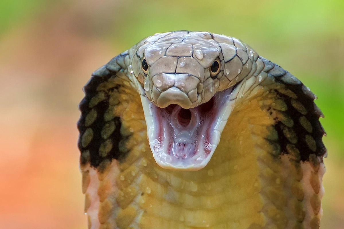 Королевская кобра