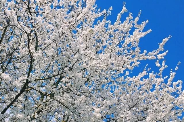    Какой будет погода на Пасху‑2026 в Краснодарском крае?