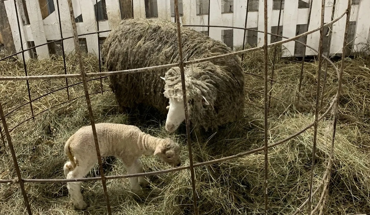    фото: © Министерство сельского и рыбного хозяйства РК