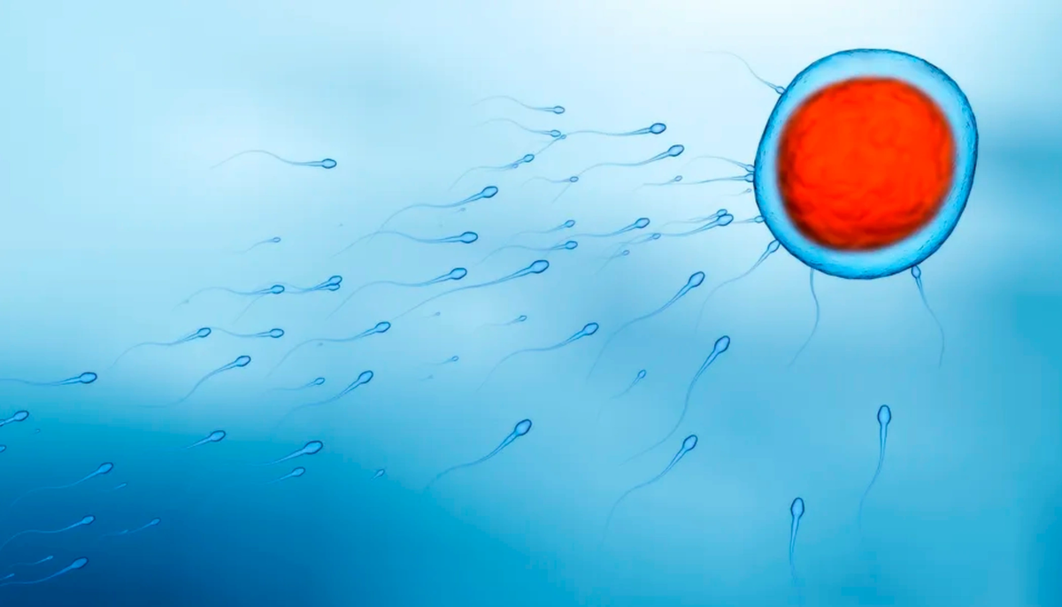    Низкая гравитация дезориентирует сперматозоиды, снижая вероятность успешного достижения ими яйцеклетки.