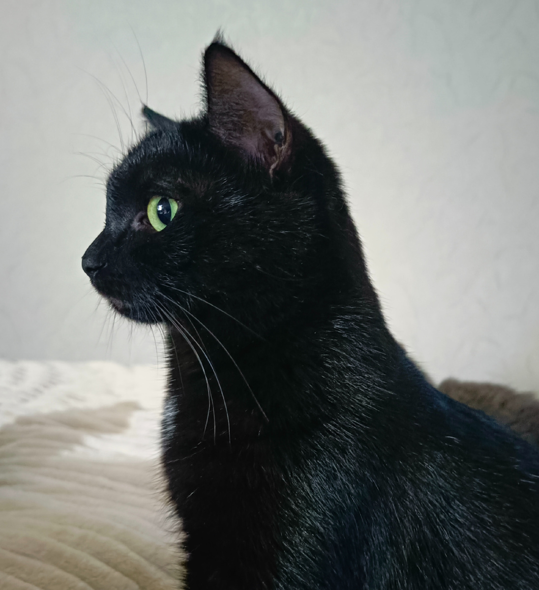 Веня Венеция в профиль. Он идеален. Фото автора. 