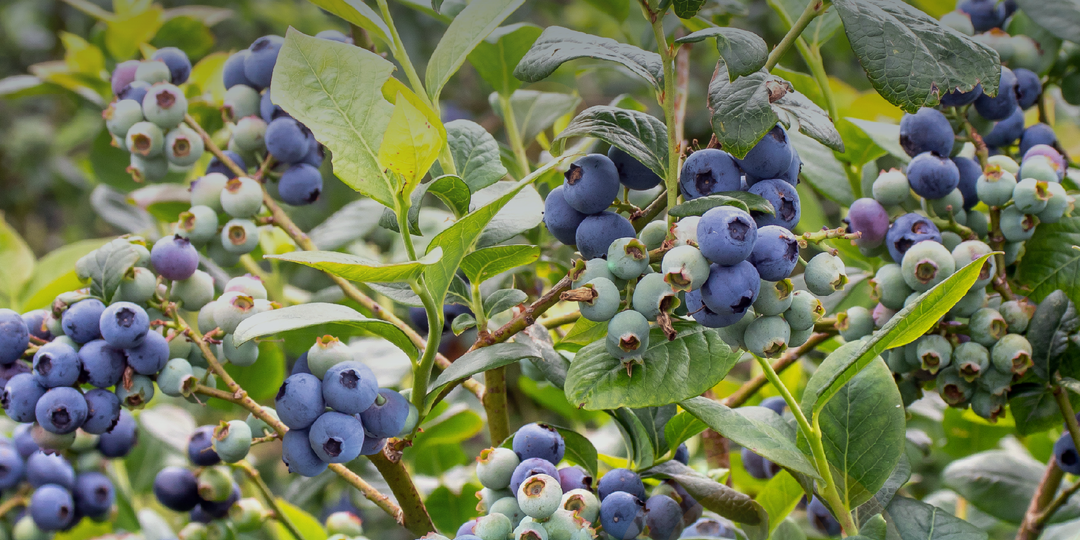 Азбука культур «Акрон»: ГОЛУБИКА