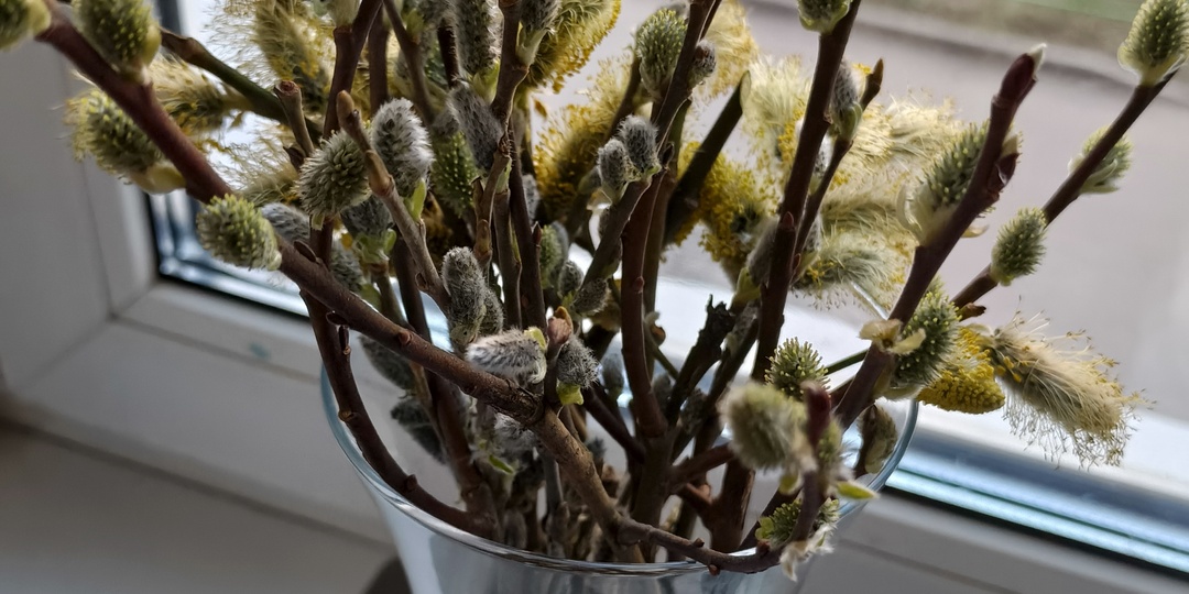 Неделя взлетов и падений. Дневник вынужденной домохозяйки.