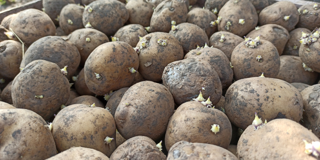 Всего 2 горсти в лунку — урожай картофеля умножаю на два. Сажаю так 5 лет