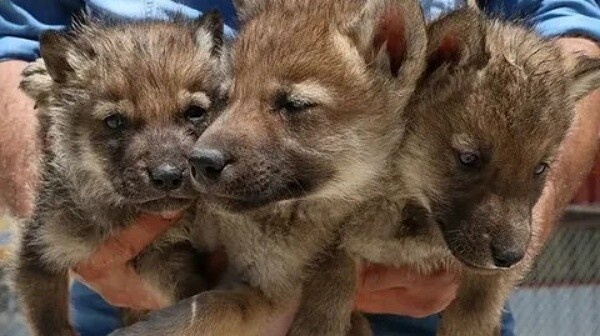 Серая Найда из леса