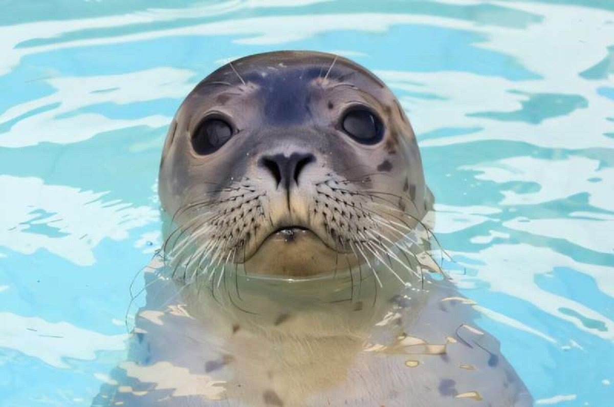    Тюлени охотятся на большой глубине, где видимость плохая. С помощью усов они улавливают малейшие колебания воды, которые создают проплывающие мимо рыбы. Фото: Центр реабилитации и изучения тюленей Лауэрсог, Нидерланды