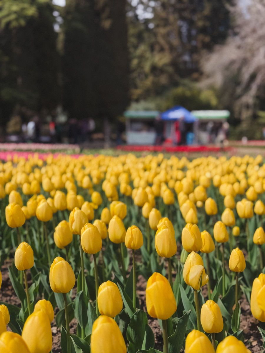 Солнечные бутоны. 