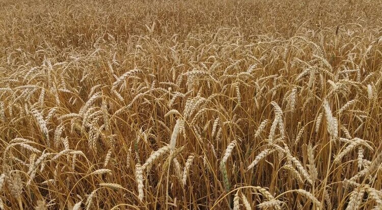    Фото: Лукьянов Дмитрий, AgroXXI.ru