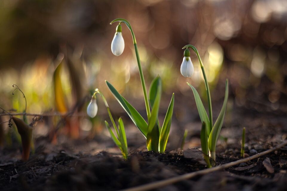    Подснежники расцвели в Подмосковье. Весна 2026 / Медиасток.рф