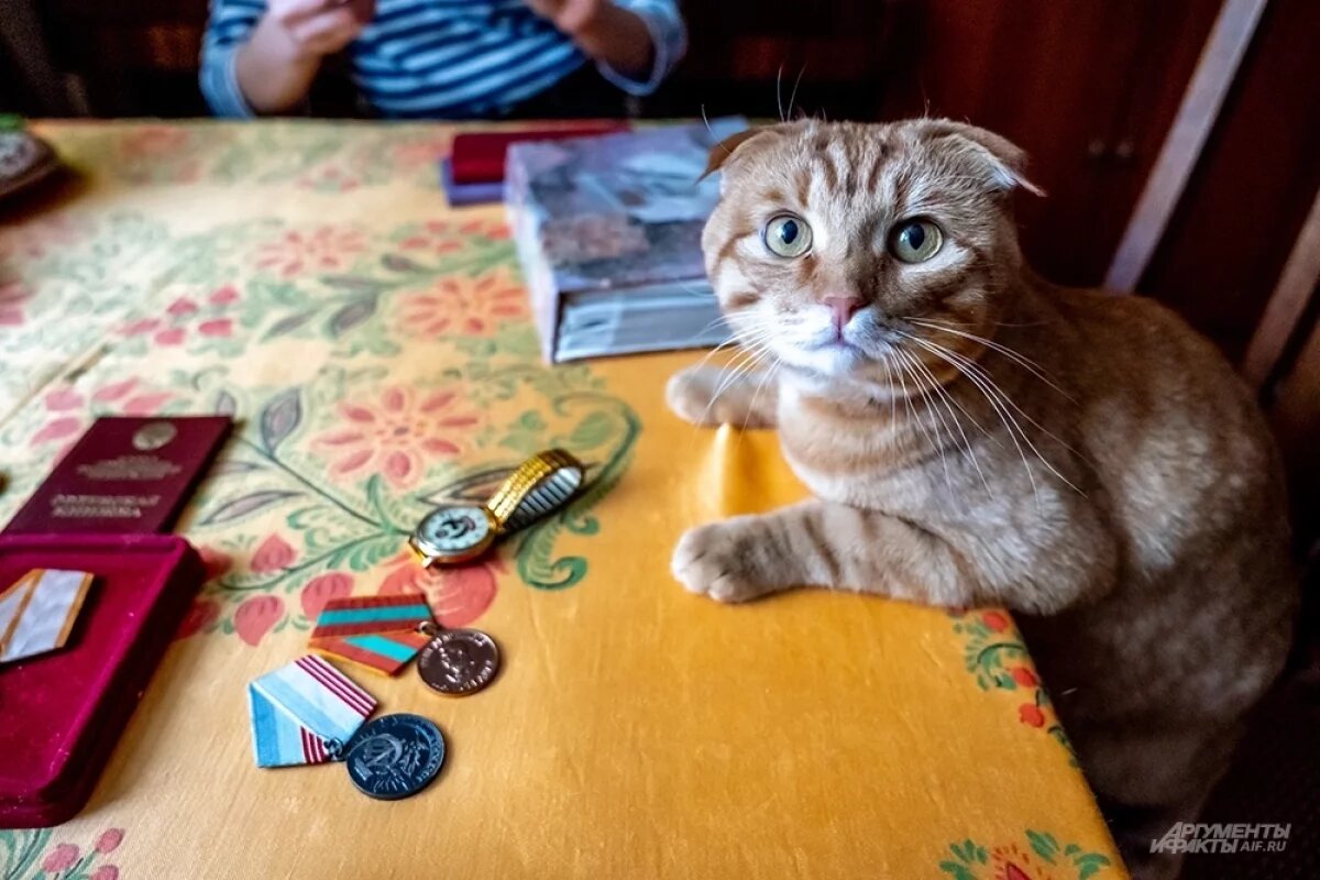    В Татарстане готовится к принятию постановление, которое может кардинально изменить жизнь владельцев домашних животных.